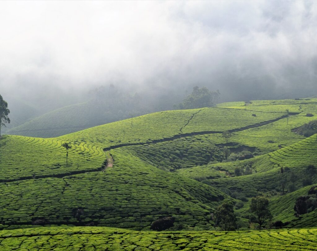 Munnar_Deeksha travels | Perfect Travel partner